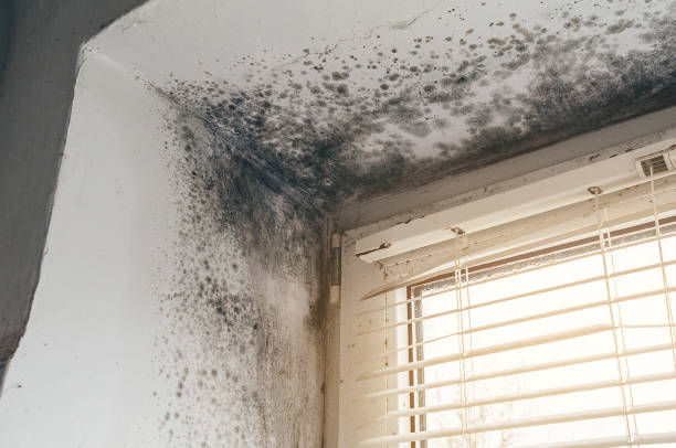Trusted Crawl Space Mold Removal service in Bedford, VA - Cheap Mold Removal