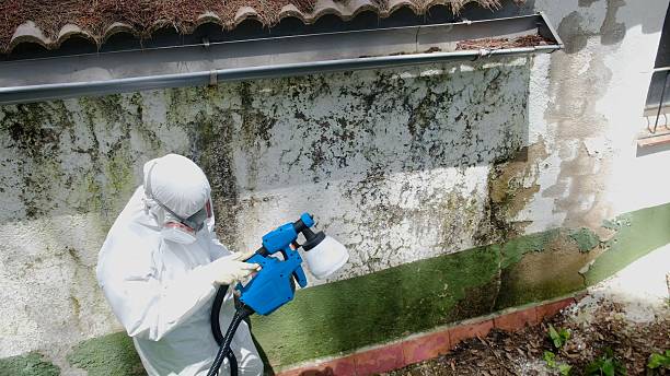 Top rated local Basement Mold Removal specialists in Bedford, VA